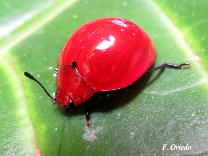 Aegithus meridionalis (Escarabajo de hongos