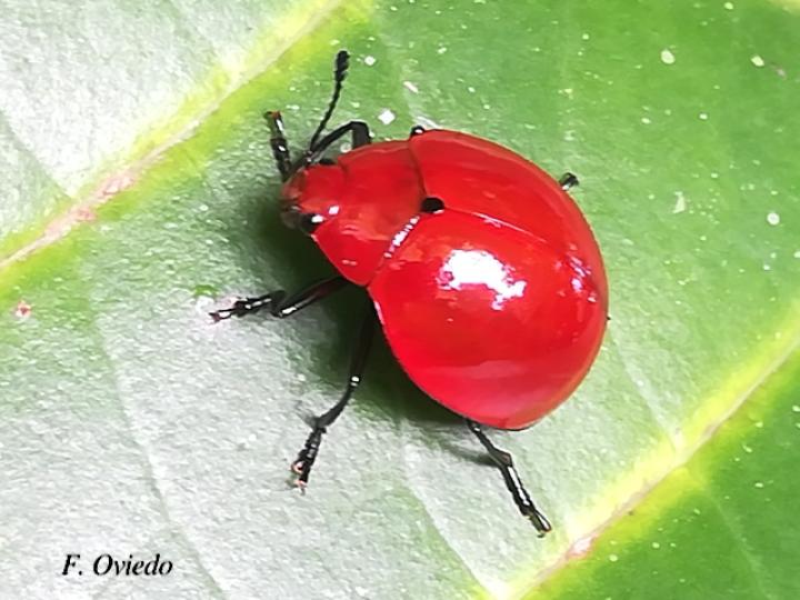 Aegithus meridionalis (Escarabajo de hongos