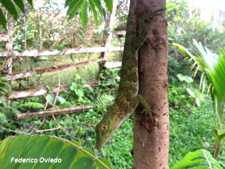 Anolis biporcatus (Abaniquillo verde) Anolis biporcatus (Abaniquillo verde)