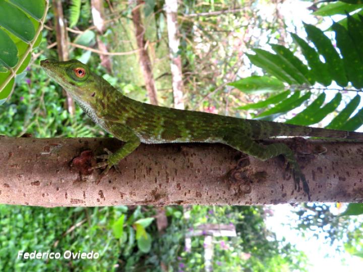 Anolis biporcatus (Abaniquillo verde) Anolis biporcatus (Abaniquillo verde)