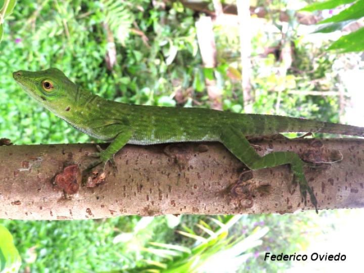 Anolis biporcatus (Abaniquillo verde) Anolis biporcatus (Abaniquillo verde)