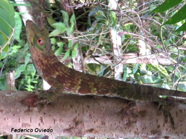 Anolis biporcatus (Abaniquillo verde)