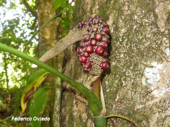 Anthurium pentaphyllum