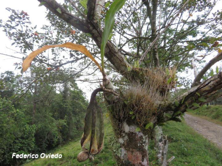 Catasetum maculatum (Torito, Zapatico)