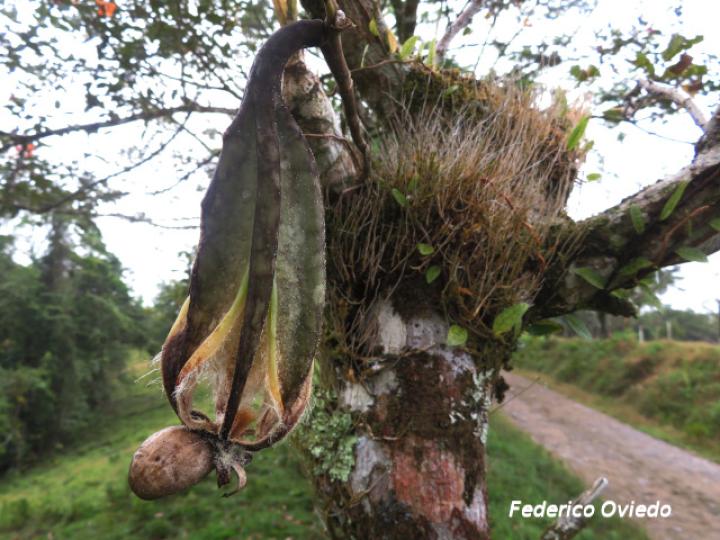Catasetum maculatum (Torito, Zapatico)