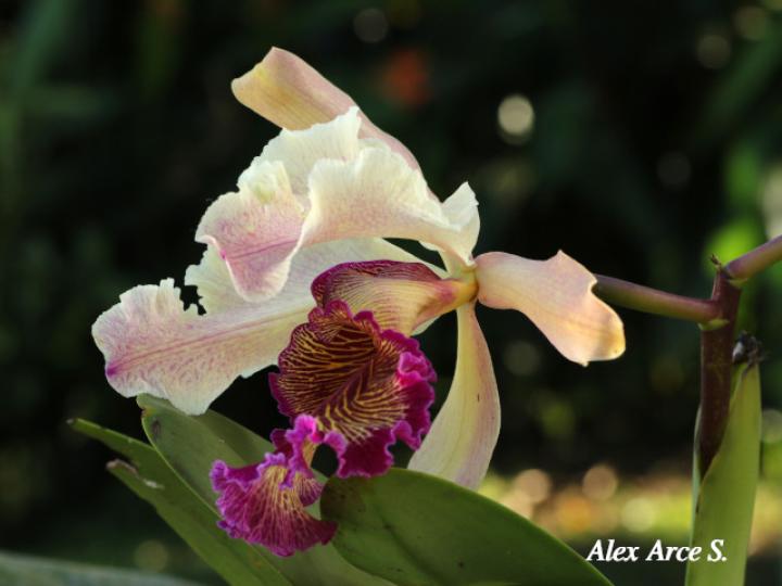 Cattleya dowiana (Guaria Turrialba)