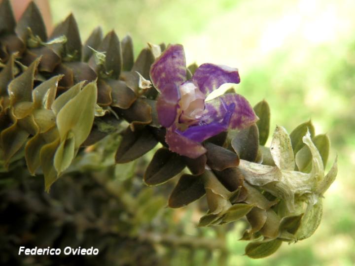 Dichaea costaricensis