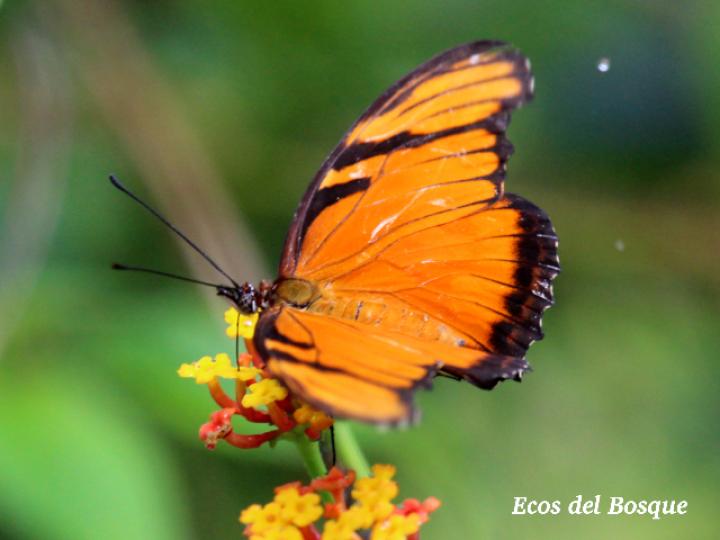 Pendientes alas verdaderas de Mariposa Dione Juno – COLORETAS