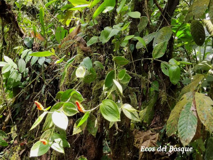 Elleanthus hymenophorus