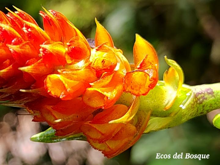 Elleanthus hymenophorus