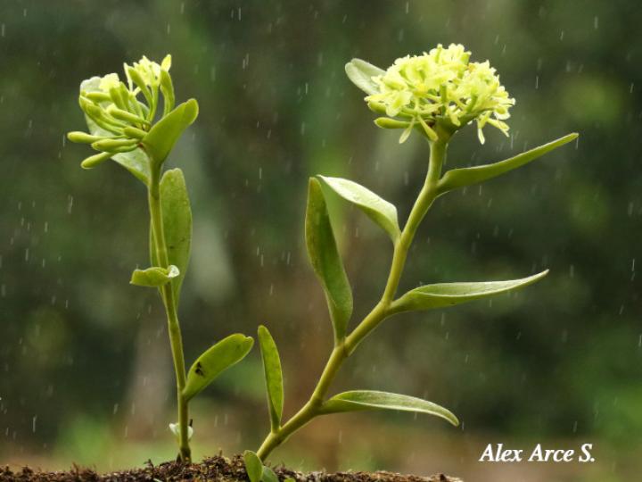 Epidendrum chlorocorymbos