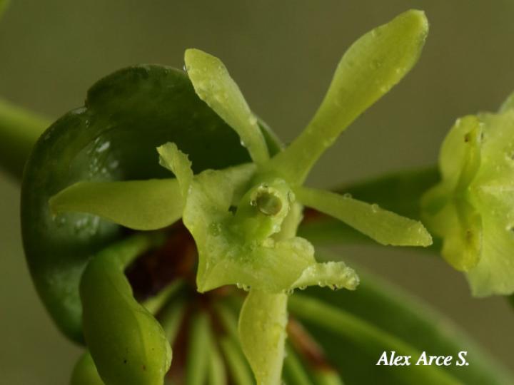 Epidendrum chlorocorymbos