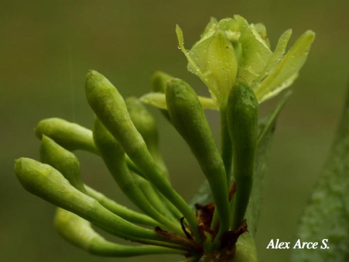 Epidendrum chlorocorymbos