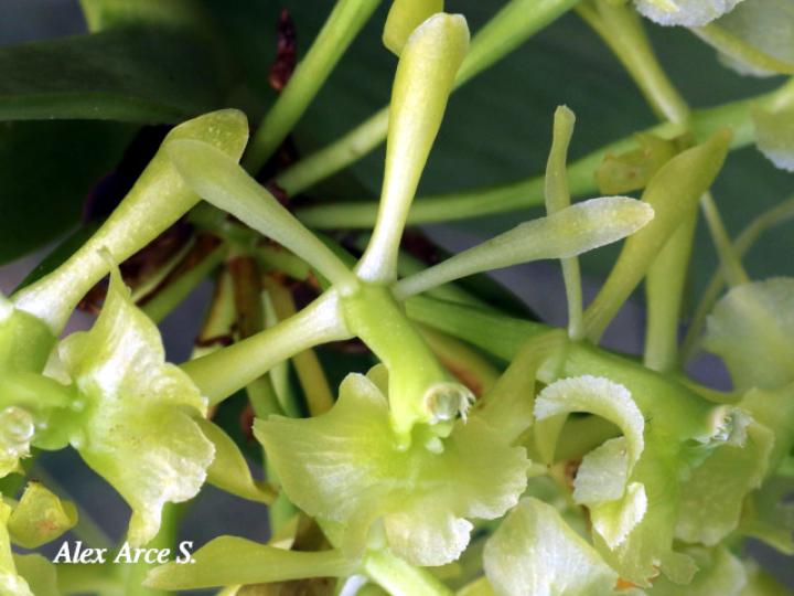 Epidendrum chlorocorymbos