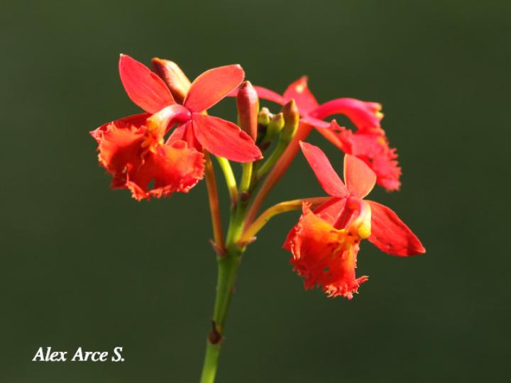 Epidendrum radicans