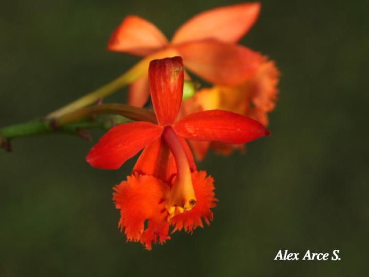 Epidendrum radicans