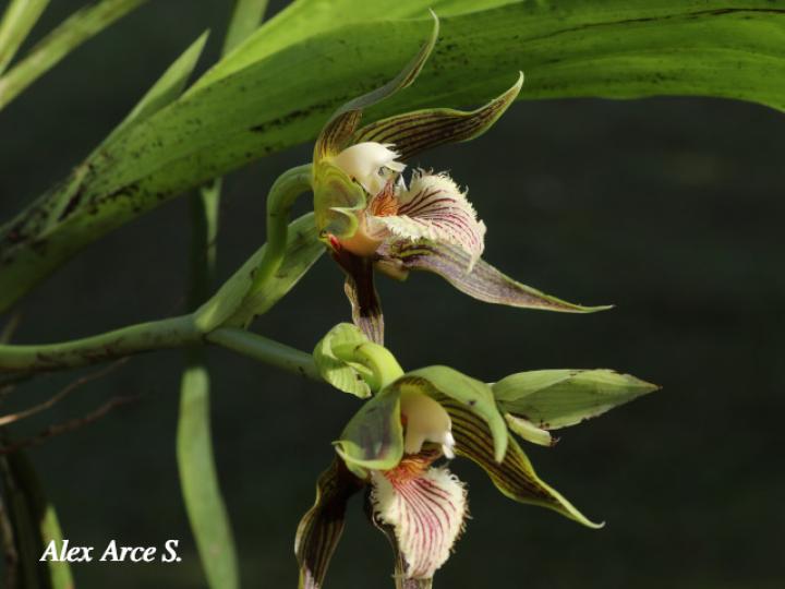 Galeottia grandiflora