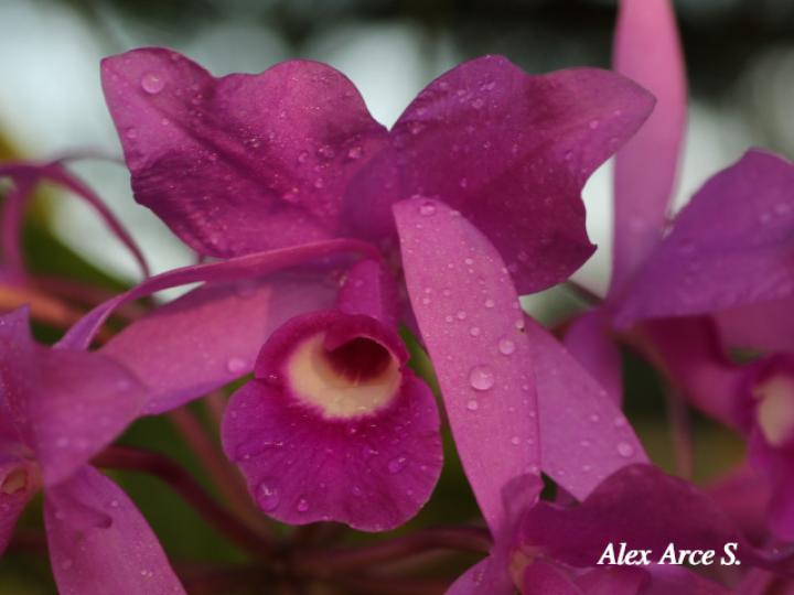 Guarianthe skinerii (Guaria morada, Candelaria)