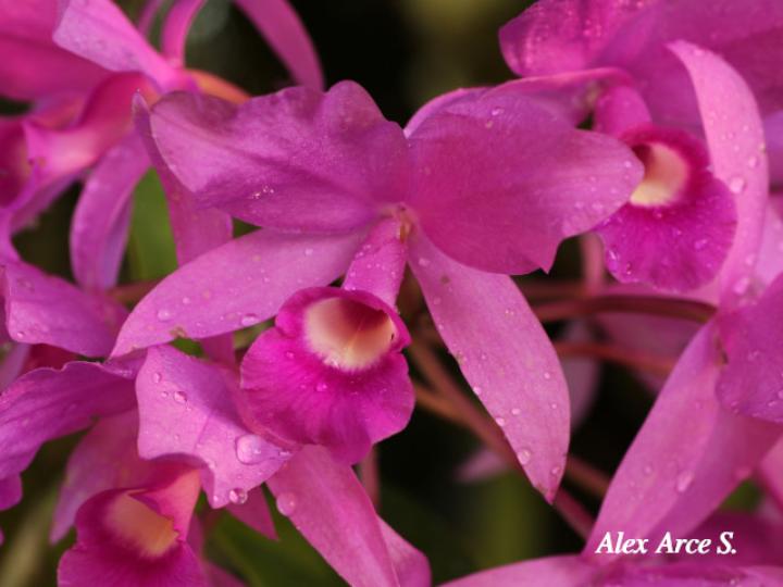 Guarianthe skinerii (Guaria morada, Candelaria)