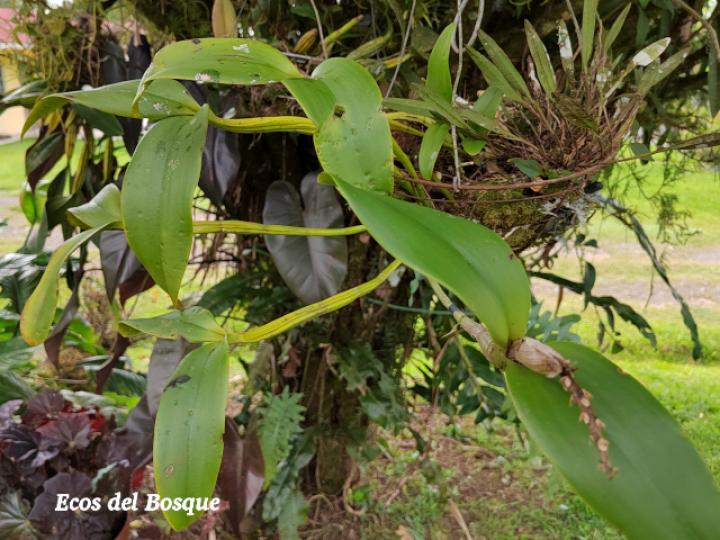 Guarianthe skinerii (Guaria morada, Candelaria)
