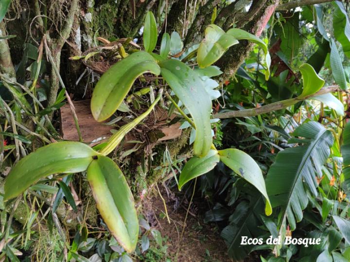 Guarianthe skinerii (Guaria morada, Candelaria)
