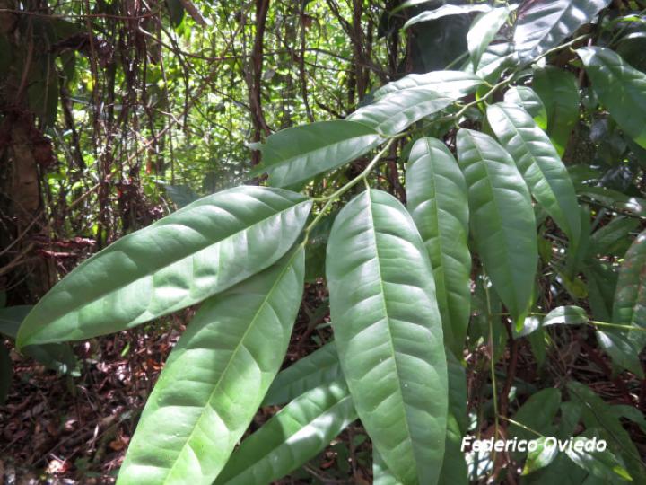 Heisteria povedae (Comida de culebra)