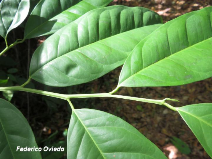Heisteria povedae (Comida de culebra)