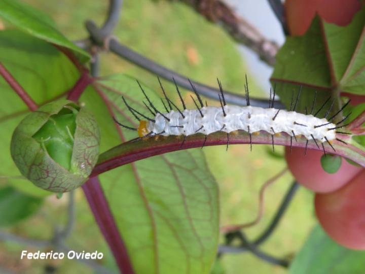 Heliconius hecale zuleika (Larva)