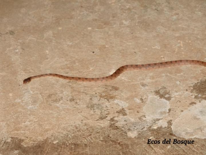 Leptodeira septentrionalis (Culebra ojo de gato norteña)