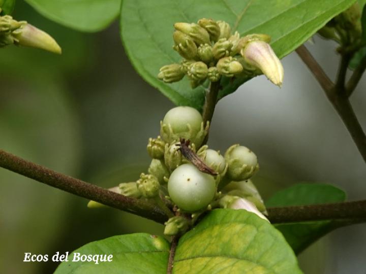 Lycianthes multiflora