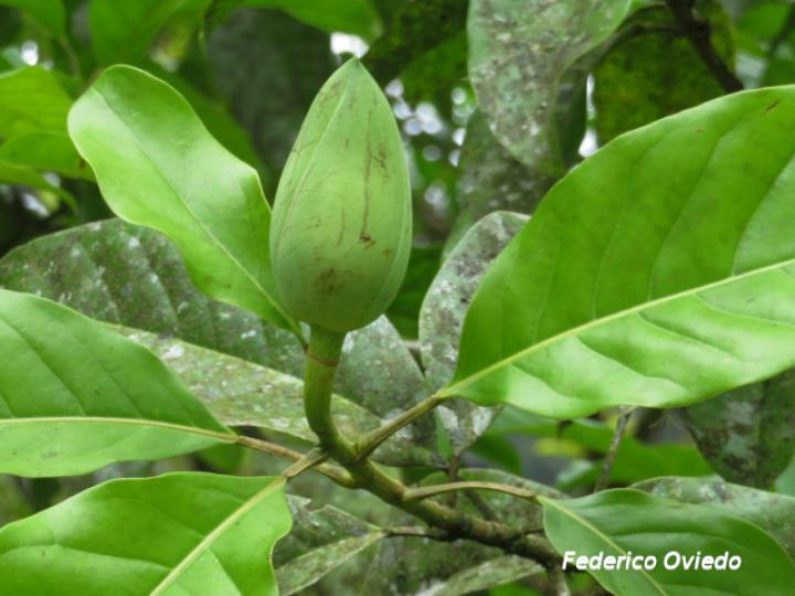 Magnolia gloriensis (Magnolia, Anonillo)