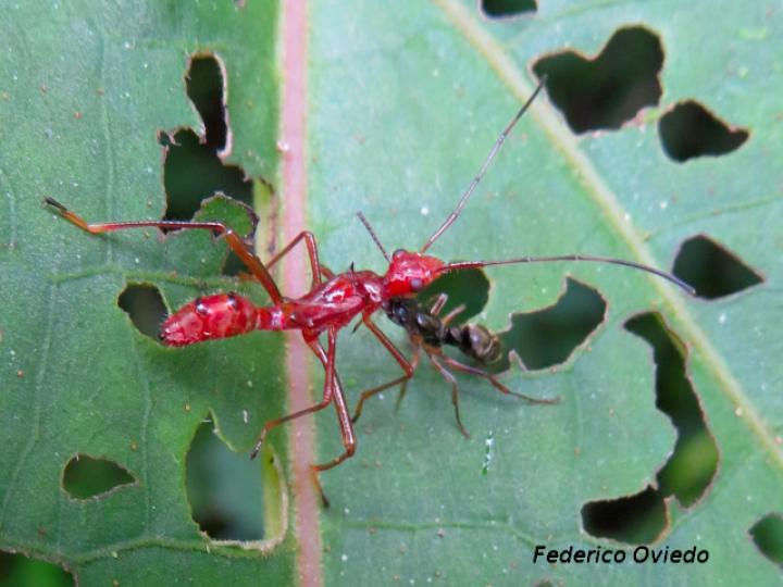 Megalotomus quinquespinosus (Chinche de cabeza ancha)
