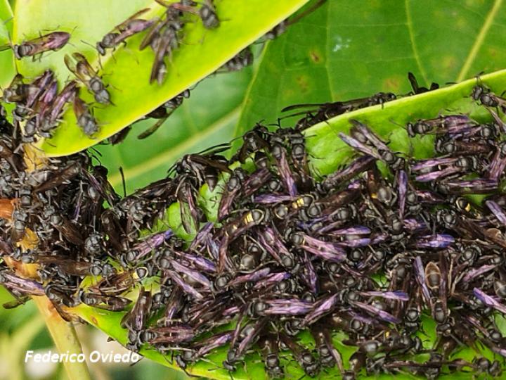 Metapolybia aztecoides (Avispa de papel)