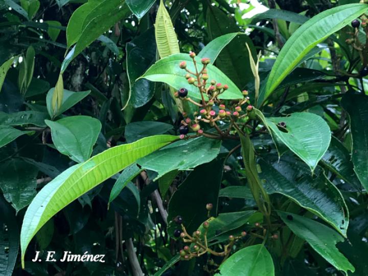 Miconia conorufescens Miconia conorufescens