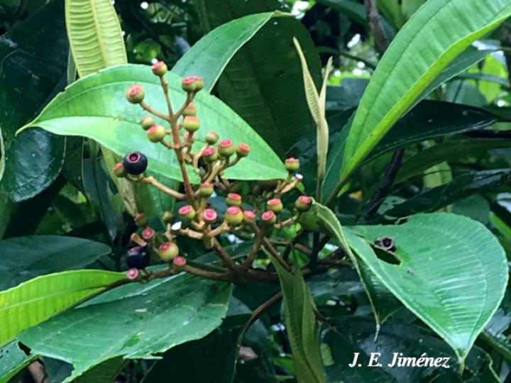 Miconia conorufescens Miconia conorufescens