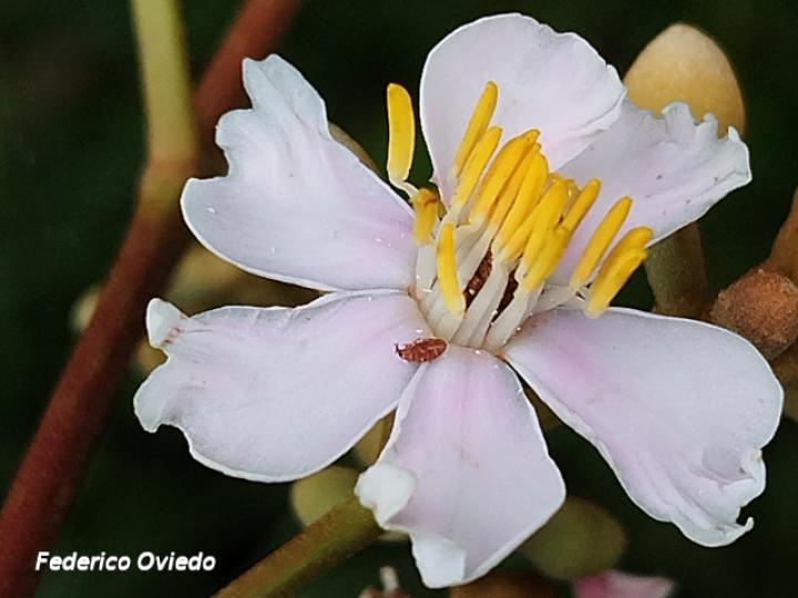Miconia conorufescens Miconia conorufescens
