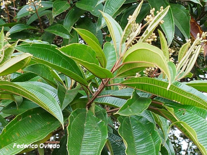 Miconia conorufescens Miconia conorufescens