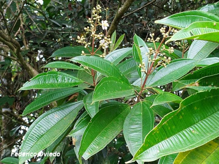 Miconia conorufescens Miconia conorufescens