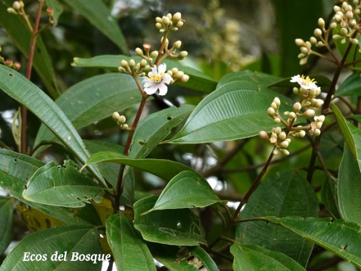 Miconia conorufescens Miconia conorufescens