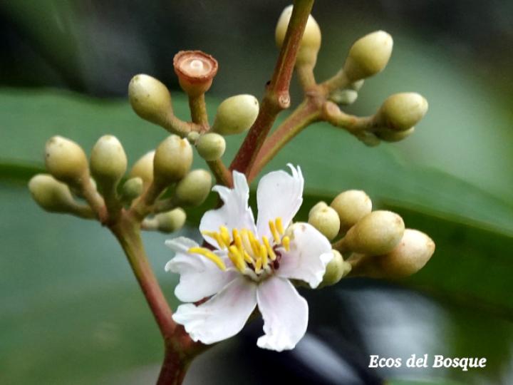 Miconia conorufescens Miconia conorufescens