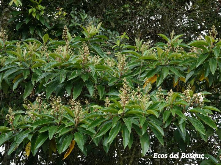 Miconia conorufescens Miconia conorufescens