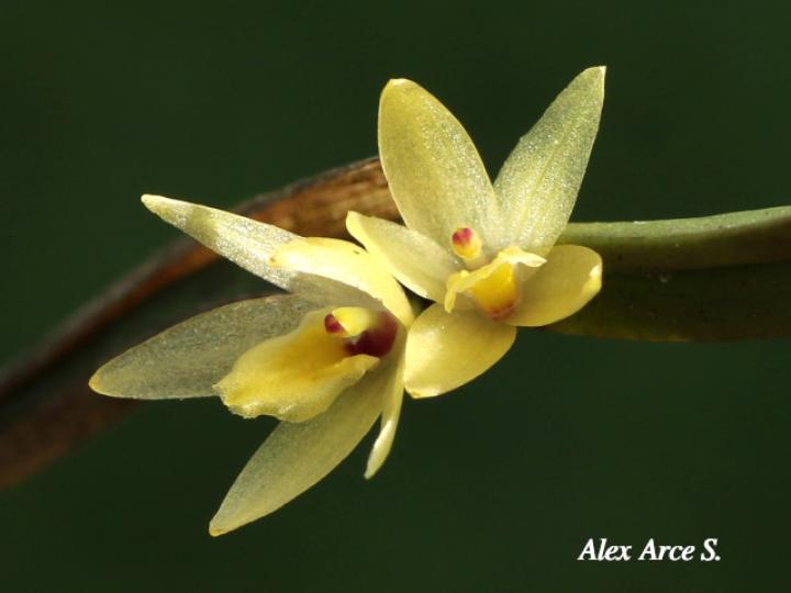 Octomeria costaricensis