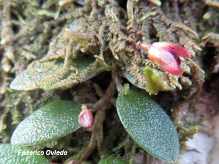 Phloeophila peperomioides