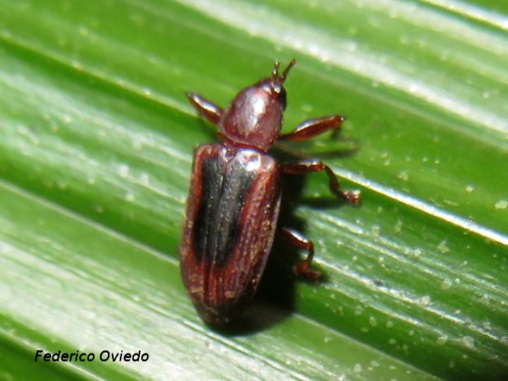 Prosopodonta dorsata