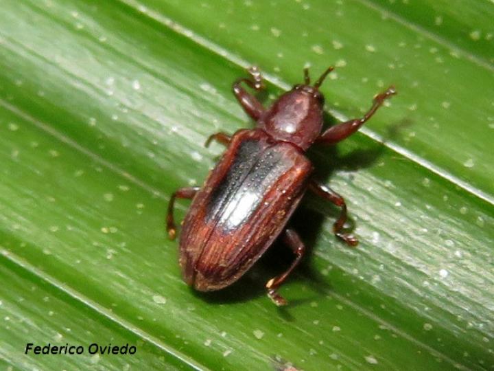 Prosopodonta dorsata