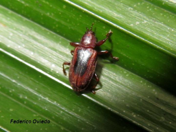 Prosopodonta dorsata