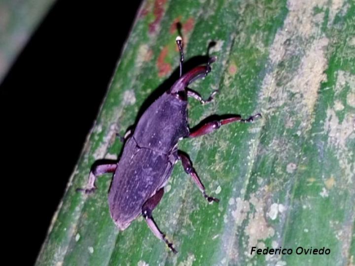 Rhodobaenus cuneatus
