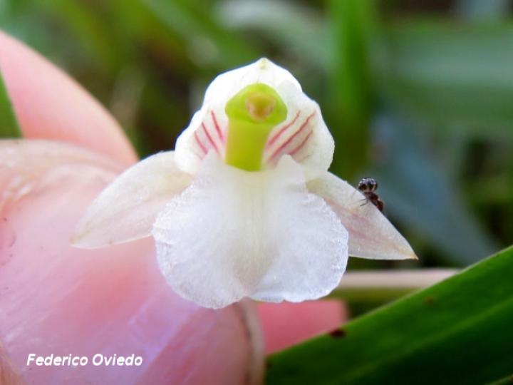 Scaphyglottis tenella