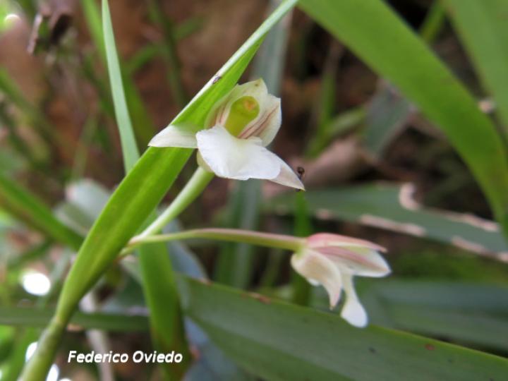 Scaphyglottis tenella
