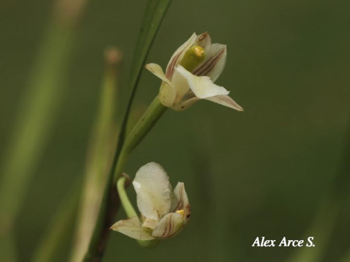 Scaphyglottis tenella